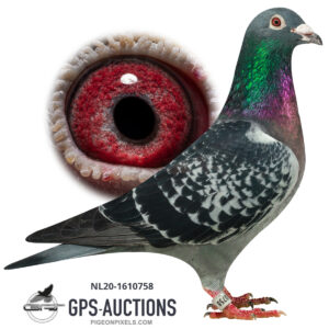 Team Hooymans, Kerkdriel