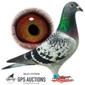 Batenburg-van de Merwe, Klaaswaal