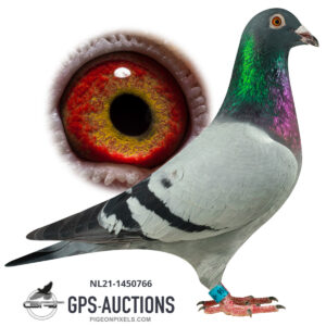 Tj. & J. Elzinga, Harkema