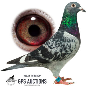 Jelle Jellema, Nijverdal