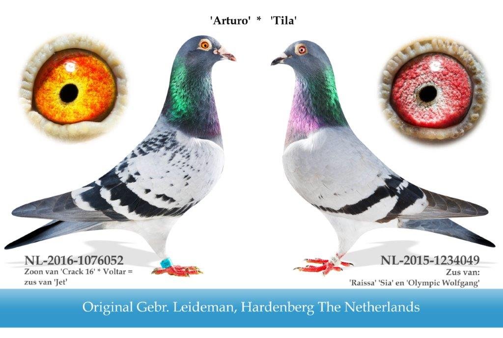 NL26-4650188