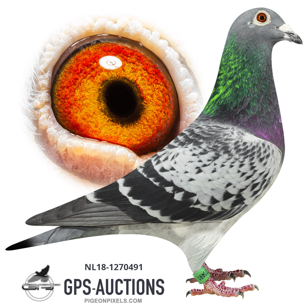 One Day Long Distance Collection - GPS-Auctions