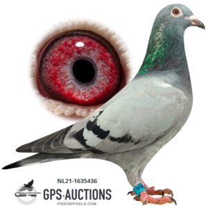 NL21-1635436