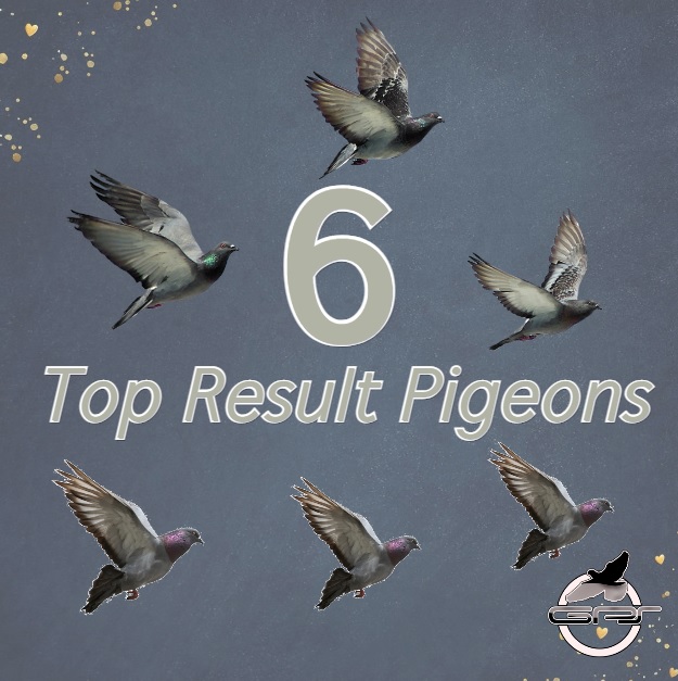 6 Top Result Pigeons