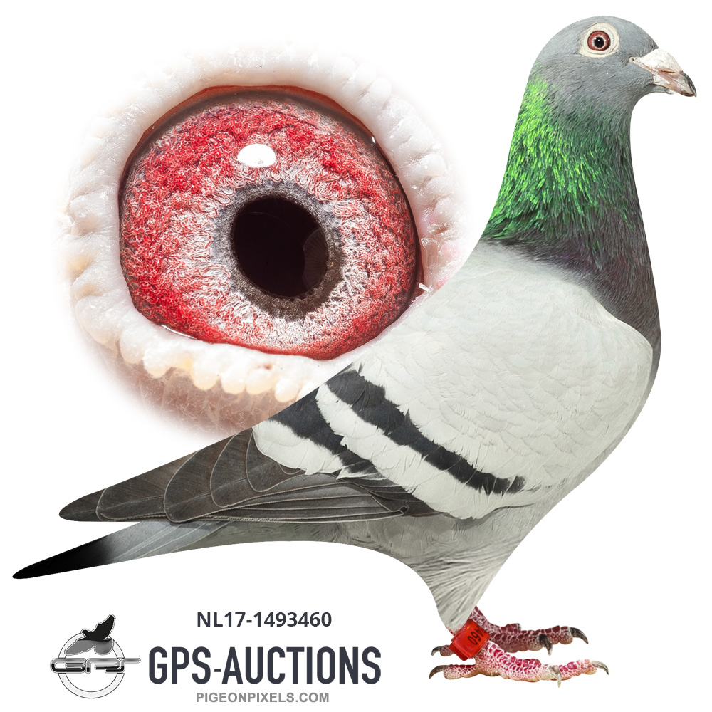 Claude Hetru - Speed \u200b\u200bPigeons - GPS-Auctions, image size:1000x1000