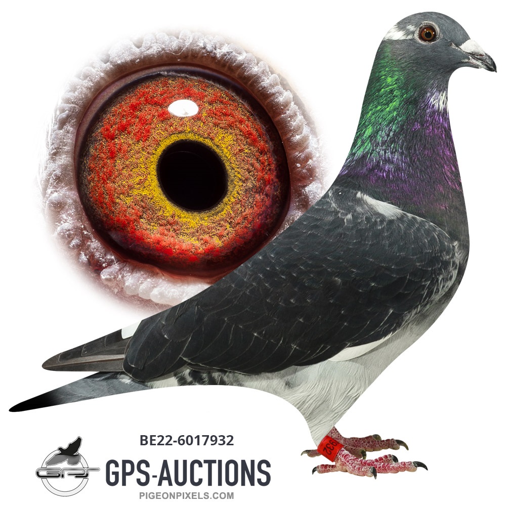 Bart Verbeek - Geerinckx Special Part 2 - GPS-Auctions