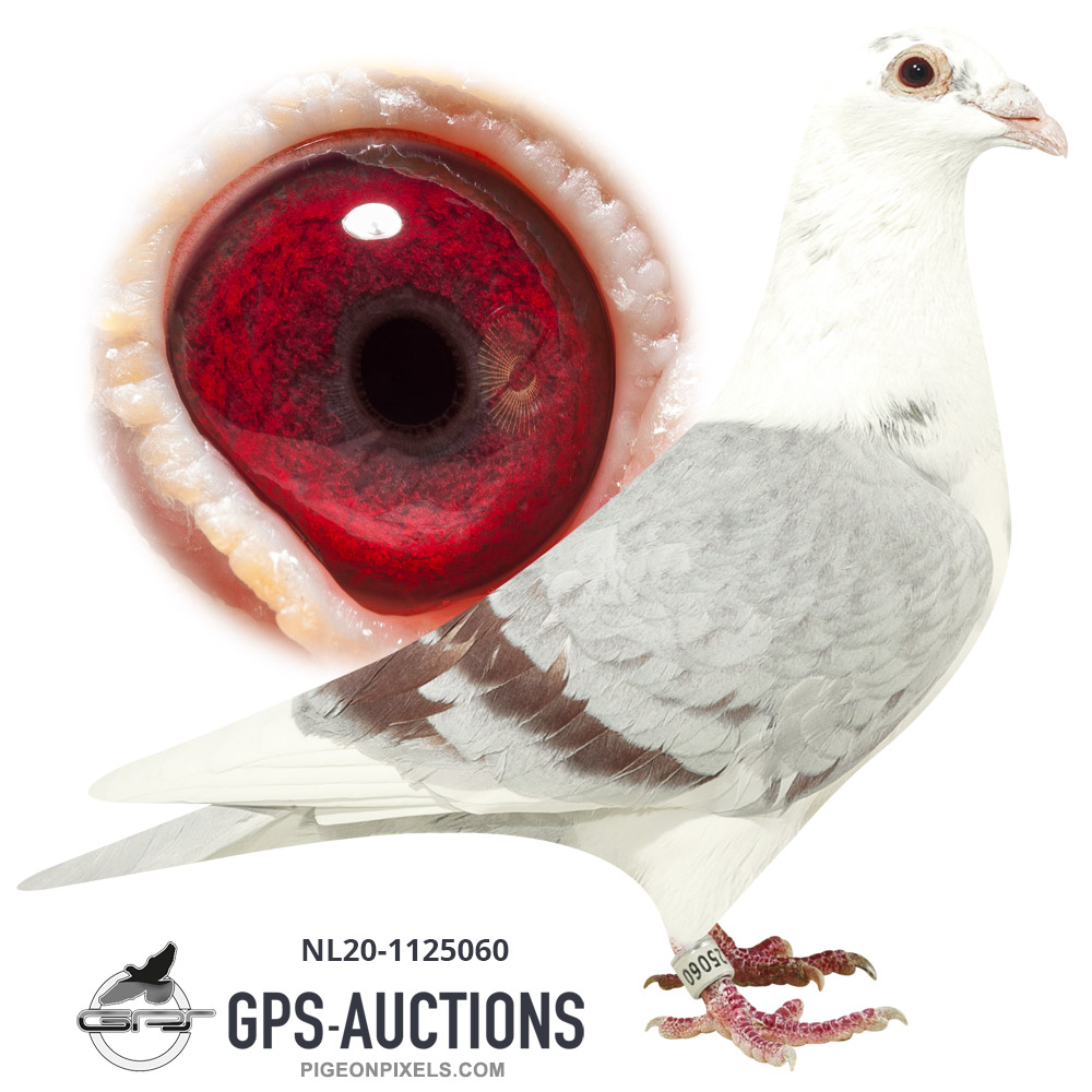 Holland & Belgium's Best - GPS-Auctions