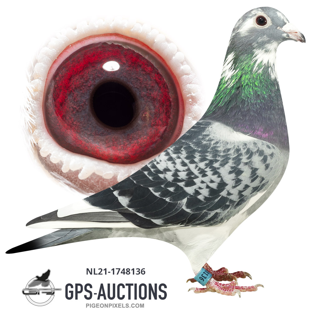 Long Distance Special - GPS-Auctions