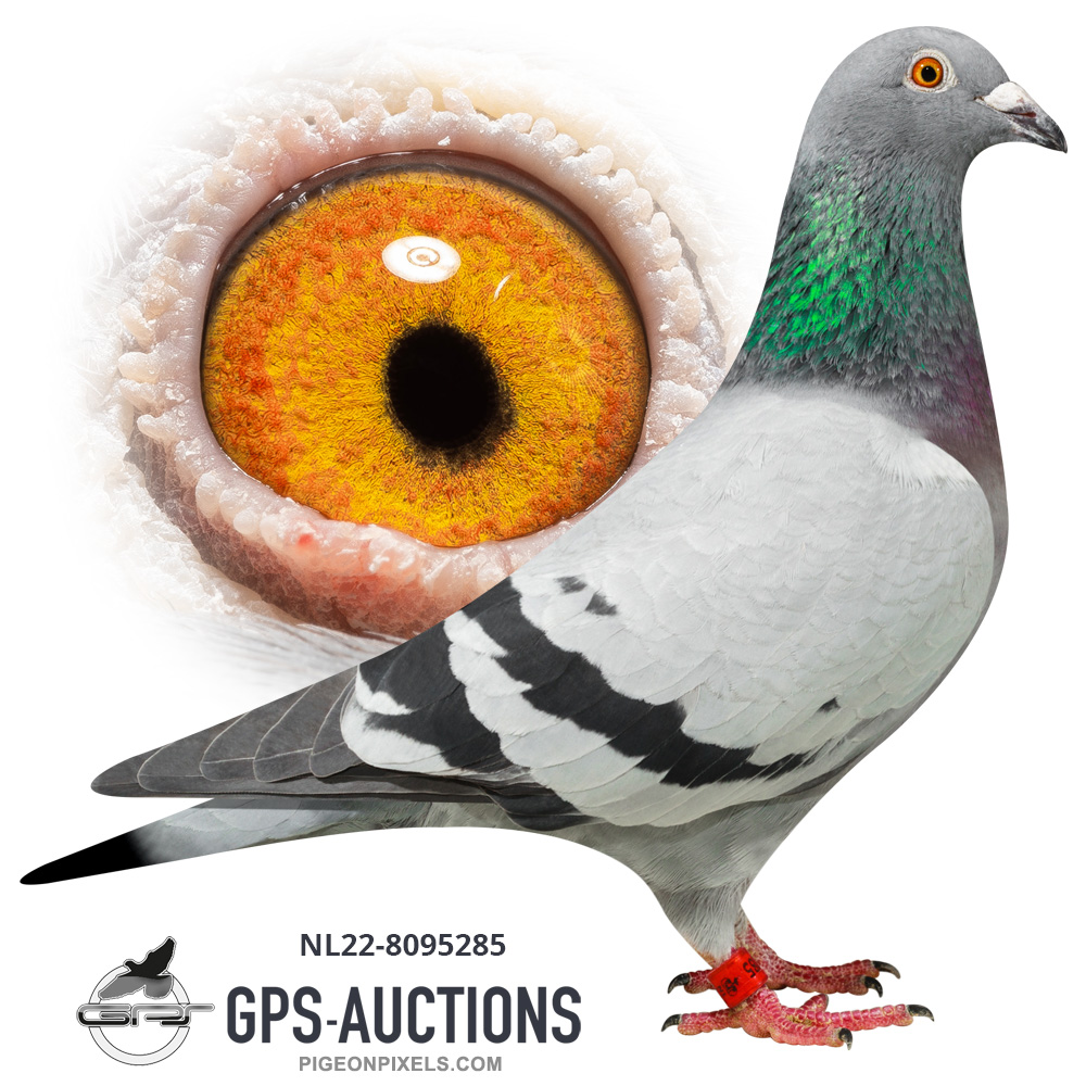 Dutch Top Stars GPSAuctions