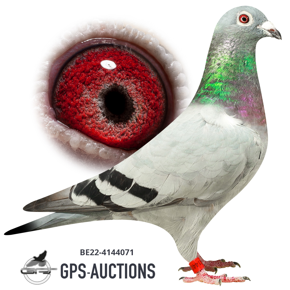 Yvan van den Bossche Parte 2 - GPS-Auctions
