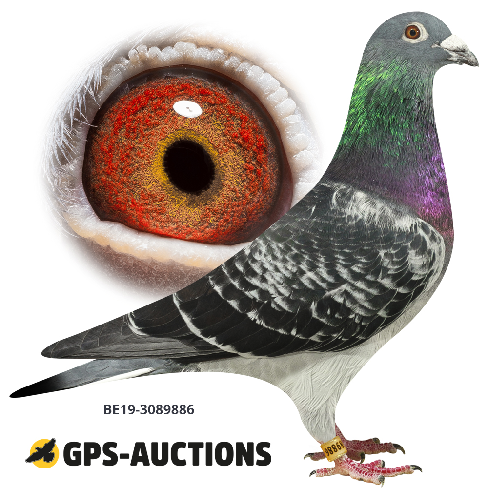 Auctions - Page 16 of 465 - GPS-Auctions