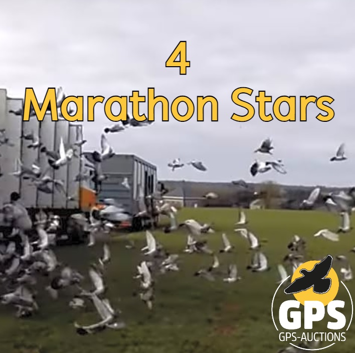 4 Marathon Stars