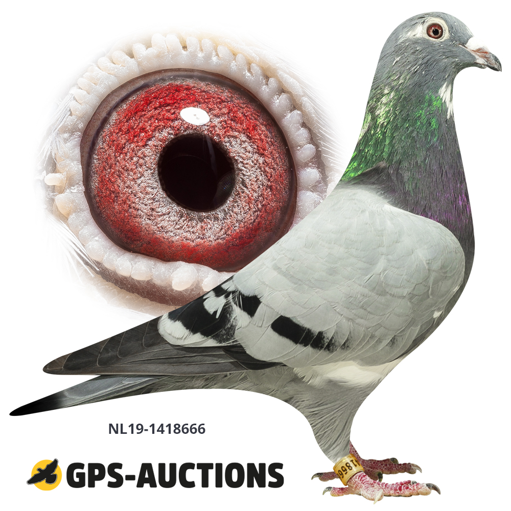 Sangers & vd Bulck Koleksiyonu - GPS-Auctions