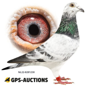 NL22-8281230