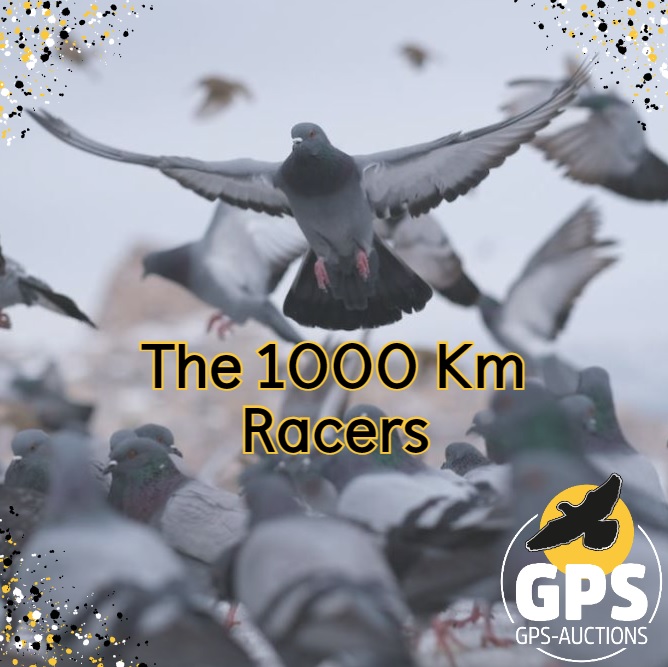 The 1000 Km Racers