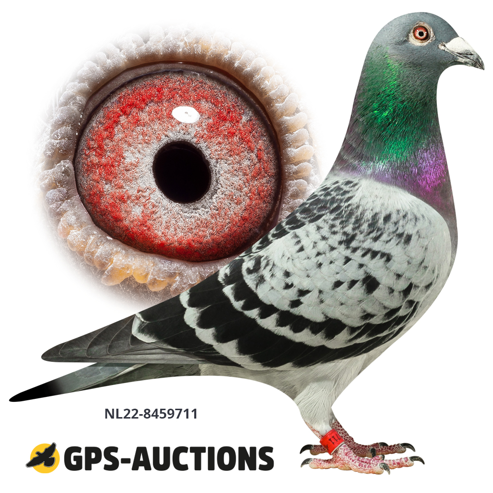 トップス pigeon G. & S. Verkerk Pigeons - GPS-Auctions