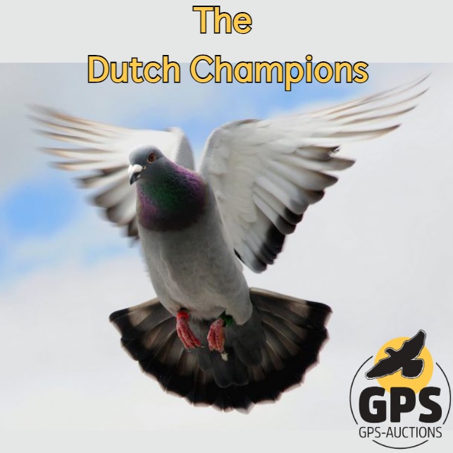 The Dutch Champions