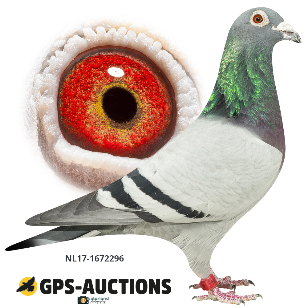 G. \u0026 M. van den Berg Collection - GPS-Auctions, image size:1000x1000