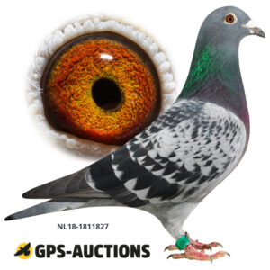NL18-1811827