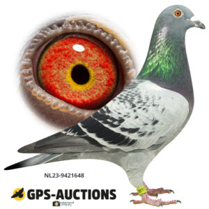 NL23-9421648