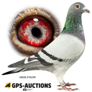 GB20-Z16239
