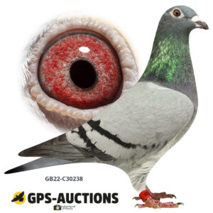 GB22C-30238