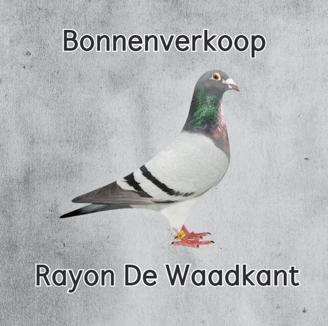 Rayon de Waadkant