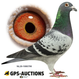 NL20-1080790