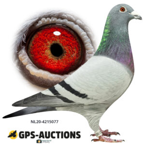 NL20-4215077