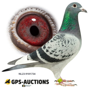 NL23-9181734