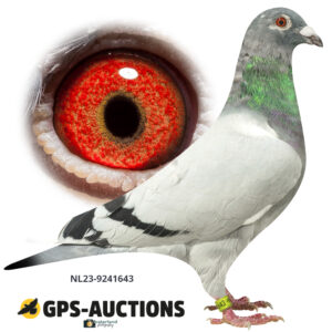 NL23-9241643