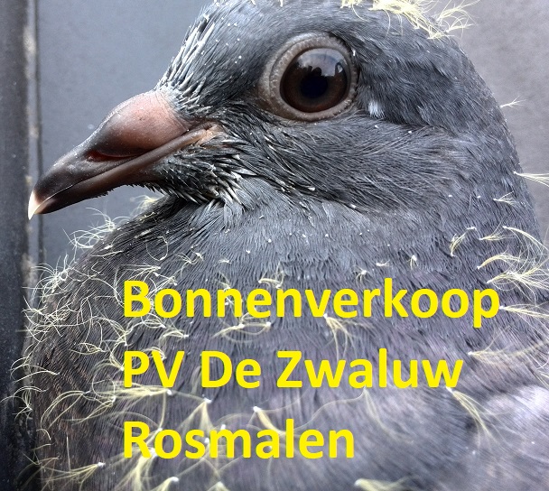 P.V. De Zwaluw - Rosmalen