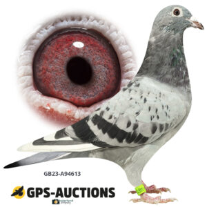 GB23-A94613