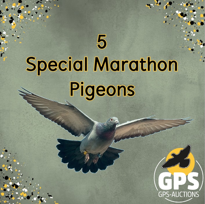 Five Special Marathon Pigeons