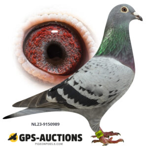 NL23-9150989