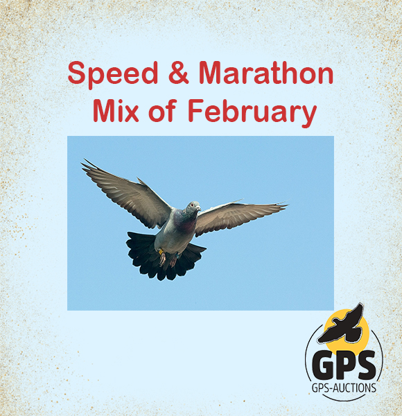 Speed & Marathon Mix of February