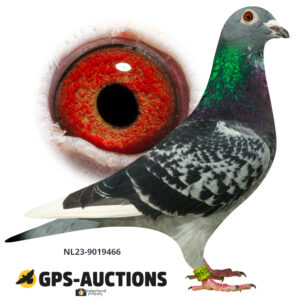 NL23-9019466