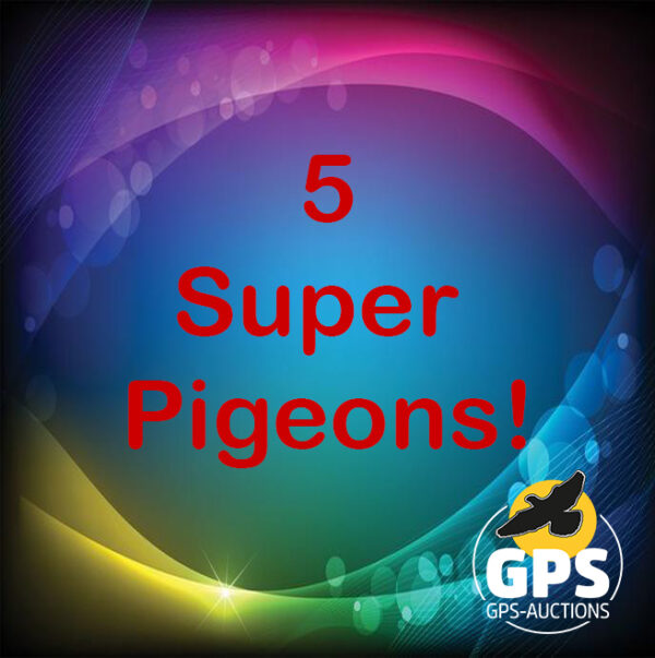 5 Super Pigeons