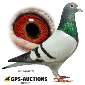 NL20-1067778