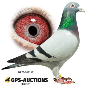 NL20-1491591