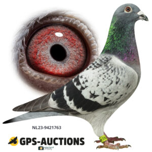 NL23-9421763