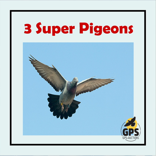 3 Super Pigeons