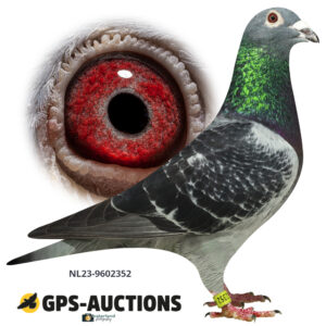 NL23-9602352