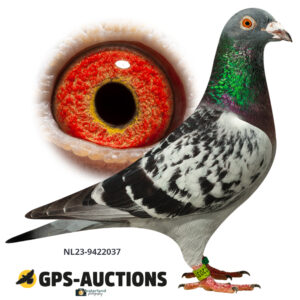 NL23-9422037