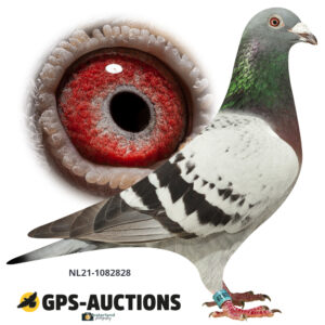 NL21-1082828