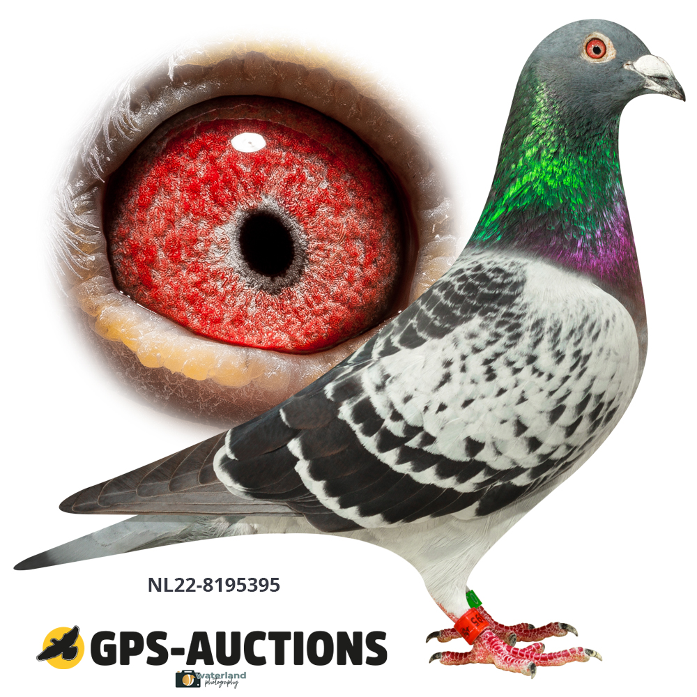 One Day Long Distance Special - GPS-Auctions