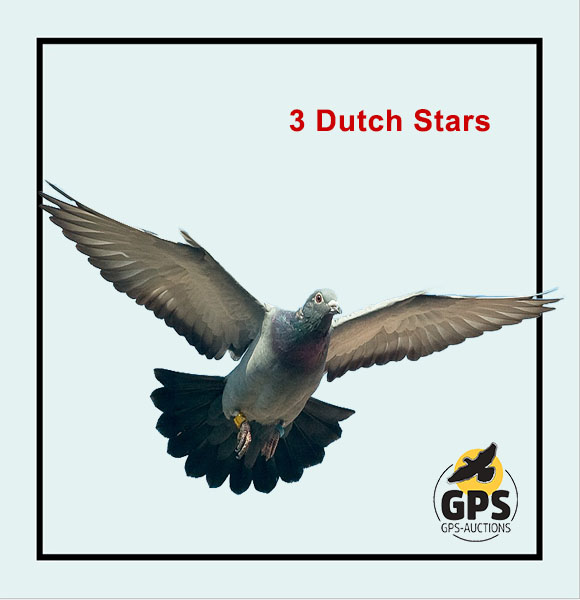 3 Dutch Stars