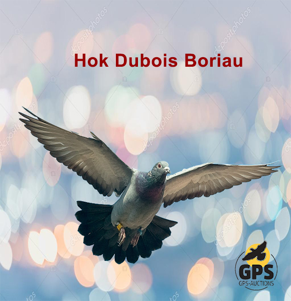 Hok Dubois Boriau