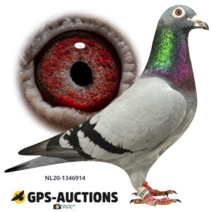 NL20-1346914