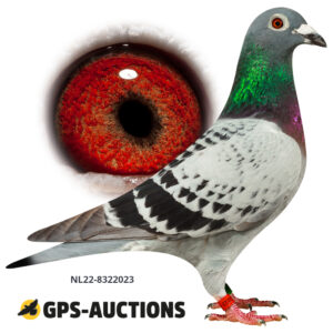 NL22-8322023